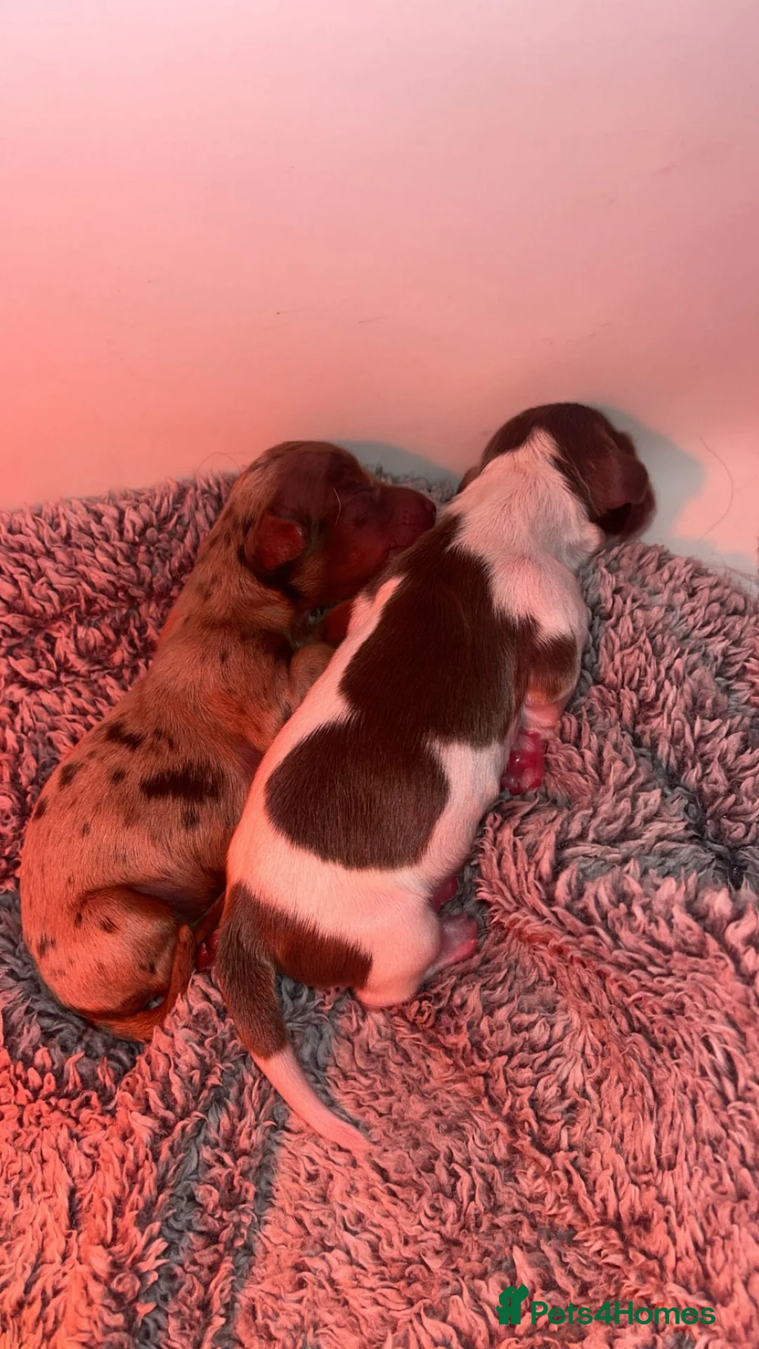 Miniature Dachshund dogs for sale: KC Reg Long-Haired Miniature Dachshund Puppies  - Advert 11