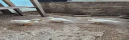 Ducks poultry for sale: 3 call ducks for sale £50 - Advert 3