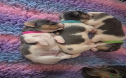 Jack Russell dogs for sale: Beautiful Blue tri miniature jack russells  - Image 11