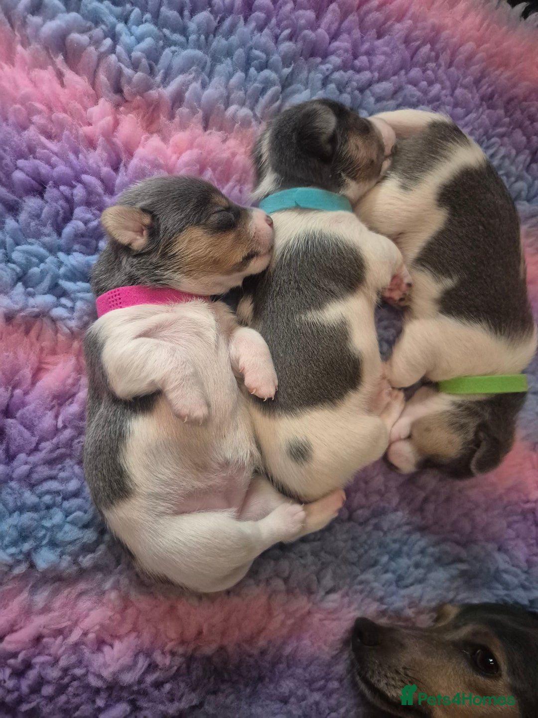 Jack Russell dogs for sale: Beautiful Blue tri miniature jack russells  - Image 11