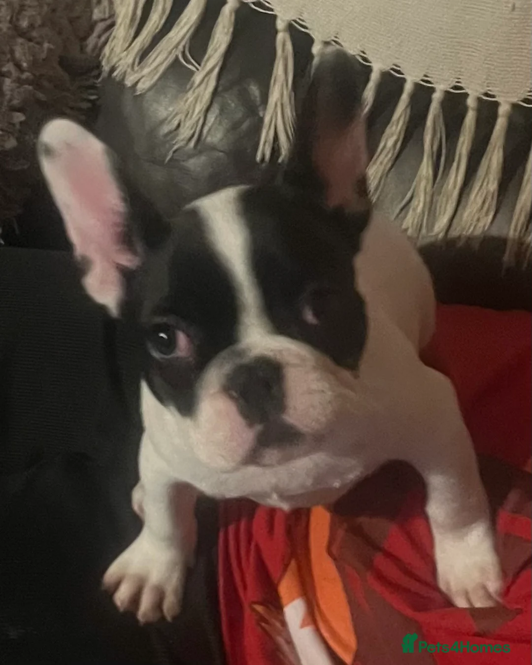 French Bulldog dogs for sale: Beautiful frenchie girl - Advert 3
