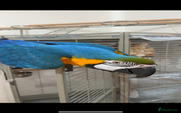 Macaws birds for sale: Beautiful blue and gold macaw Age 2  - Image 8