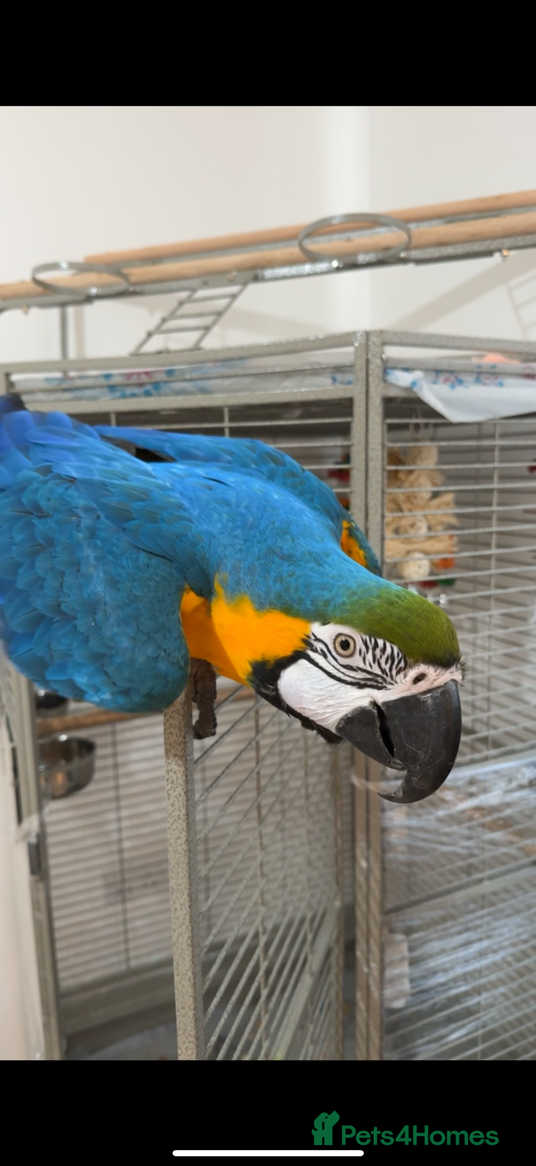Macaws birds for sale: Beautiful blue and gold macaw Age 2  - Image 8