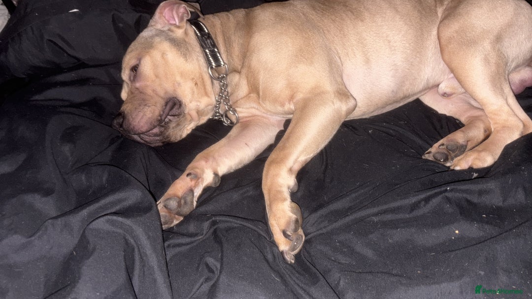 American Bully dogs for sale: Bailey  - Advert 1