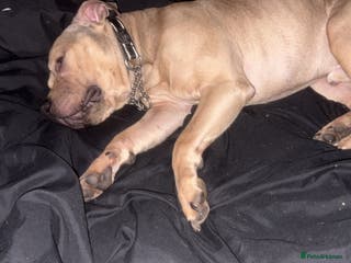 American Bully dogs Bailey - Advert 2