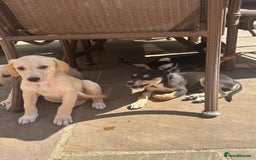 Mixed Breed dogs for sale: Saluki whippet greyhounds  - Image 1