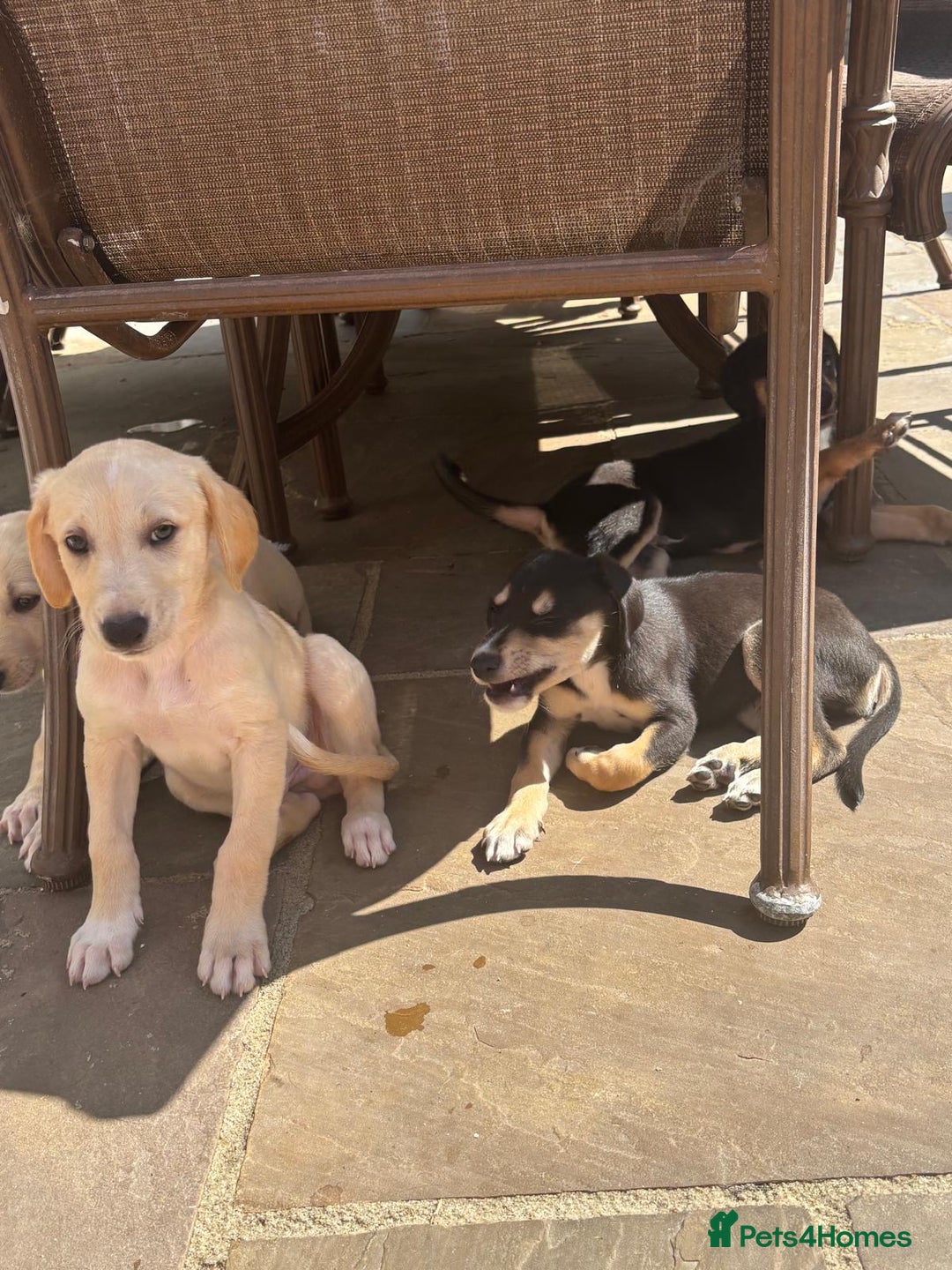 Mixed Breed dogs for sale: Saluki whippet greyhounds  - Image 1