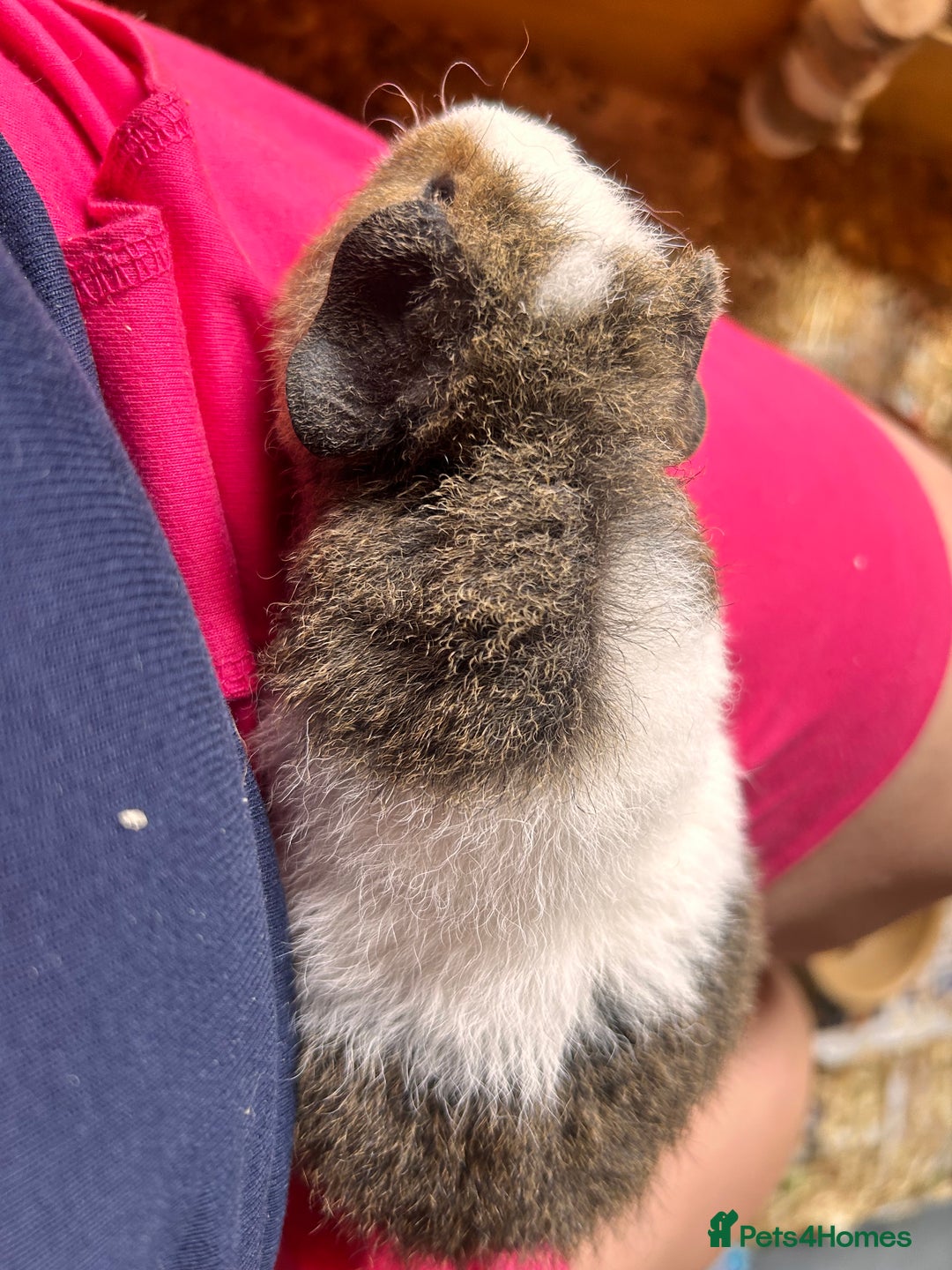 Guinea Pig rodents for sale: Teddy boar guinea pigs  - Image 3