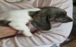 Dachshund dogs for sale: KC Registered Shorthaired dachshunds  - Image 3