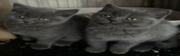 British Shorthair cats for sale: British Shorthair Blues - Advert 1