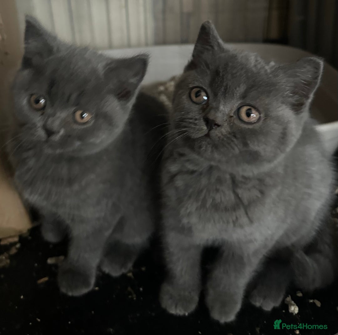 British Shorthair cats for sale: British Shorthair Blues - Advert 1