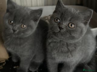 British Shorthair cats British Shorthair Blues - Advert 4