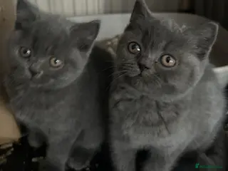 British Shorthair cats British Shorthair Blues - Advert 18