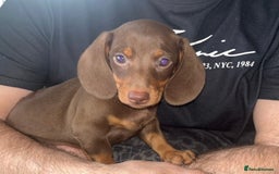 Miniature Dachshund dogs for sale: Beautiful miniature dachshund pups  - Image 2