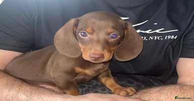 Miniature Dachshund dogs - Advert 7