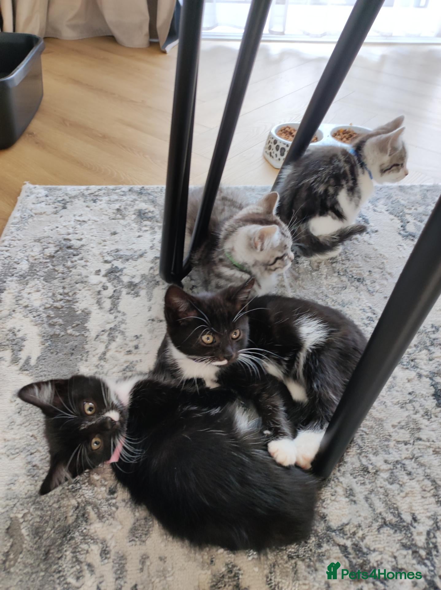 Mixed Breed cats 😺LOVELY KITTES Available for Collection Today!😺 - Advert 2