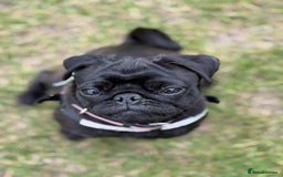 Pug dogs for sale: Pug for sale  - Image 3