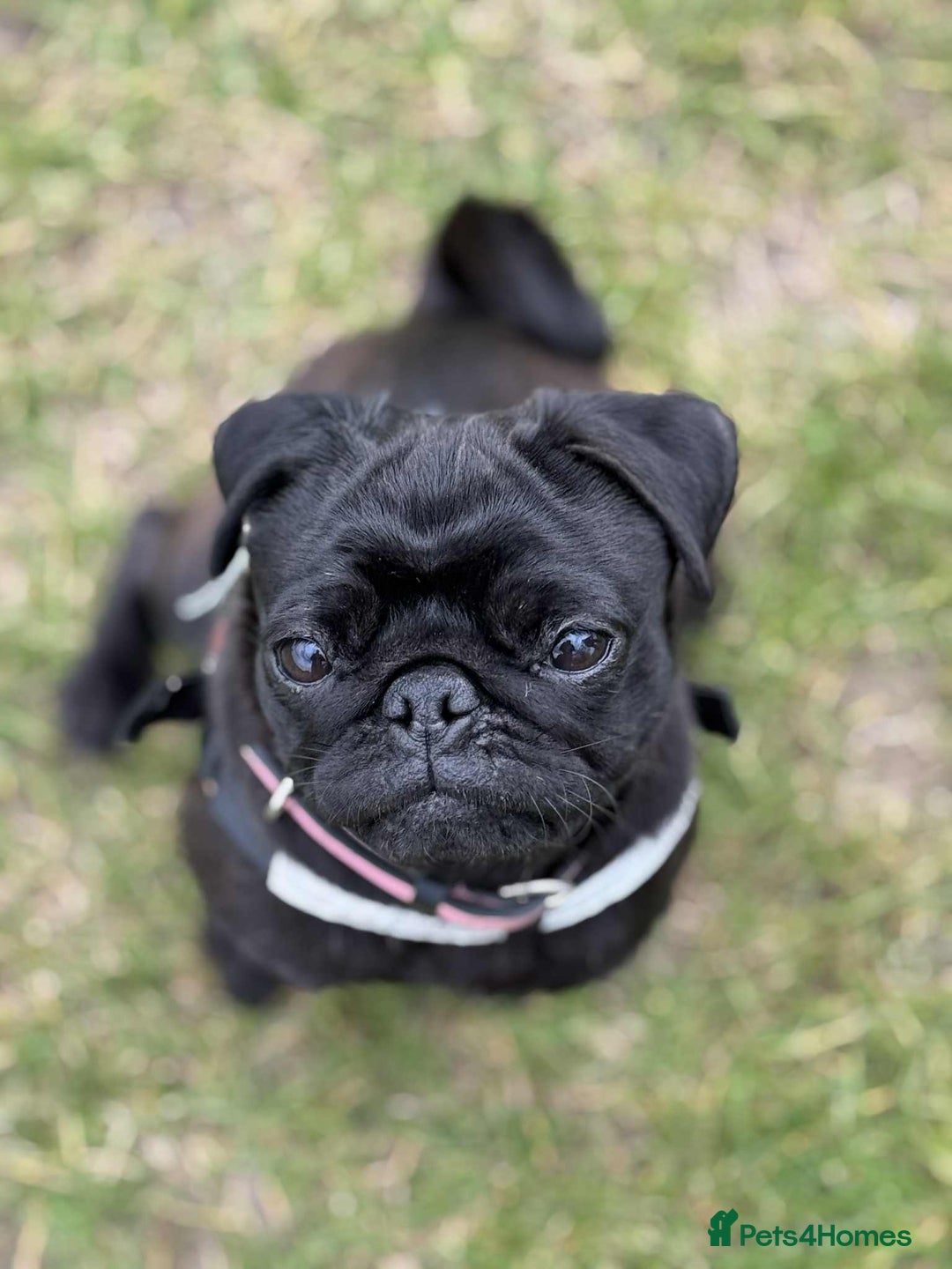 Pug dogs for sale: Pug for sale  - Image 3