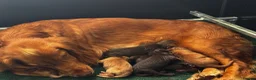 Cocker Spaniel dogs for sale: Working Cocker Spaniel Pups For Sale  - Advert 2