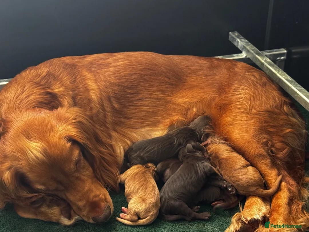 Cocker Spaniel dogs for sale: Working Cocker Spaniel Pups For Sale  - Advert 2