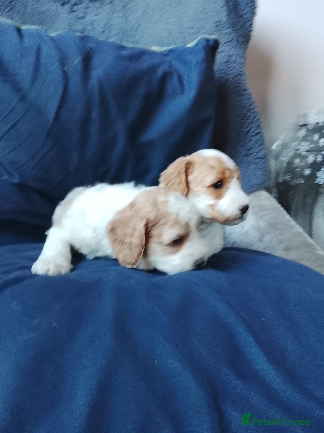 Cavapoo dogs for sale: F1b Cavapoo Puppies  - Advert 16
