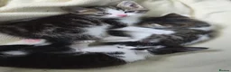 Mixed Breed cats for sale: Three beautiful kittens ready now in Stoke-on-Trent - Advert 13