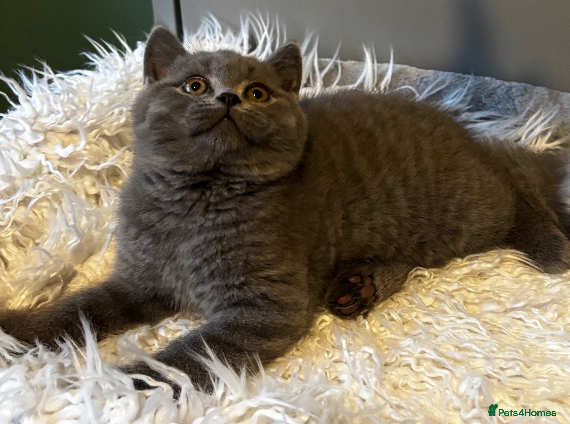 British Longhair cats **Only 2 Remaining! GCCF British LH/SH Kittens ** - Advert 2