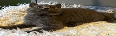 British Shorthair Blue RESERVED