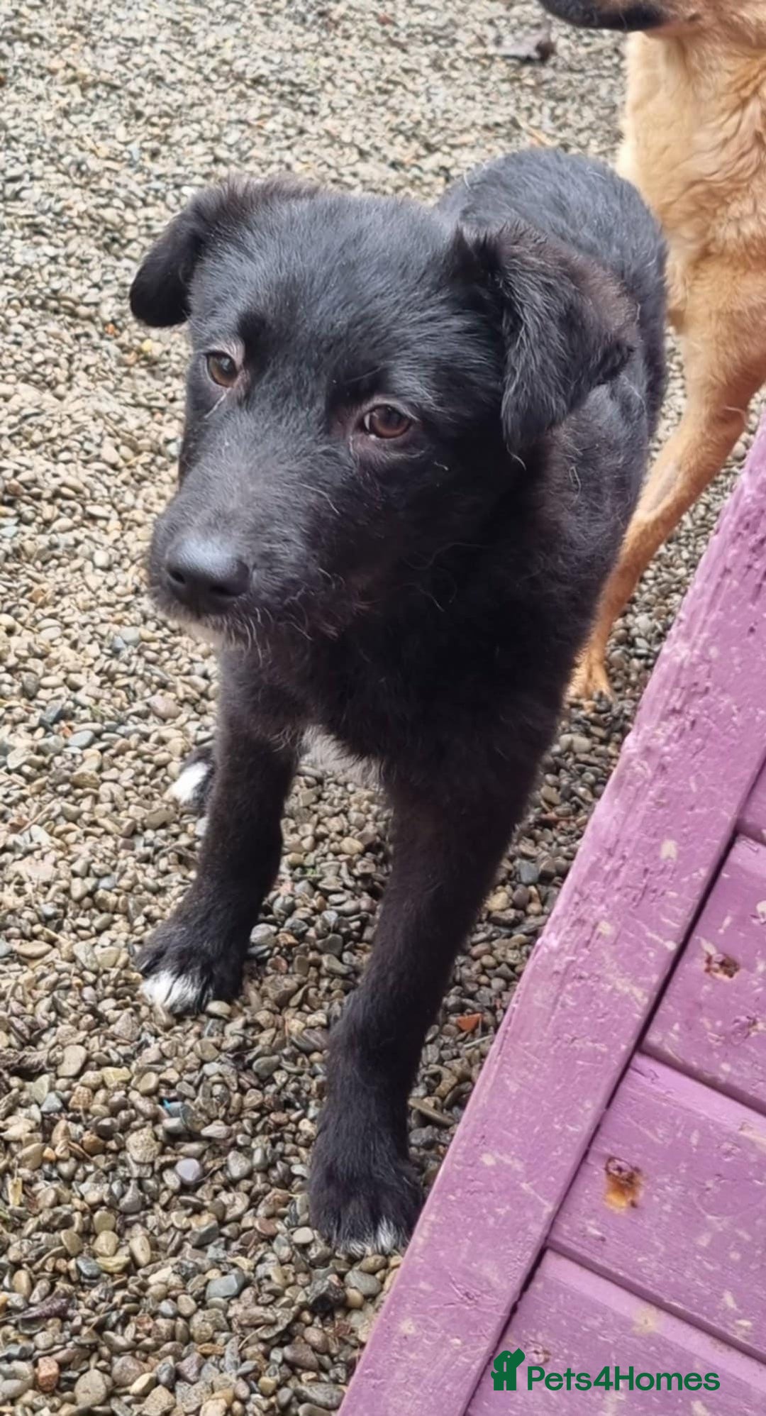 Mixed Breed dogs for adoption: Peggy - In Ayr looking for a home  - Advert 2