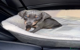 Dobermann dogs for sale: 10 week old Doberman Bitch  - Image 1