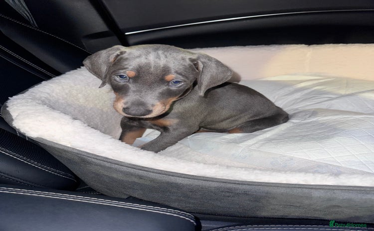 Dobermann dogs - Advert 1