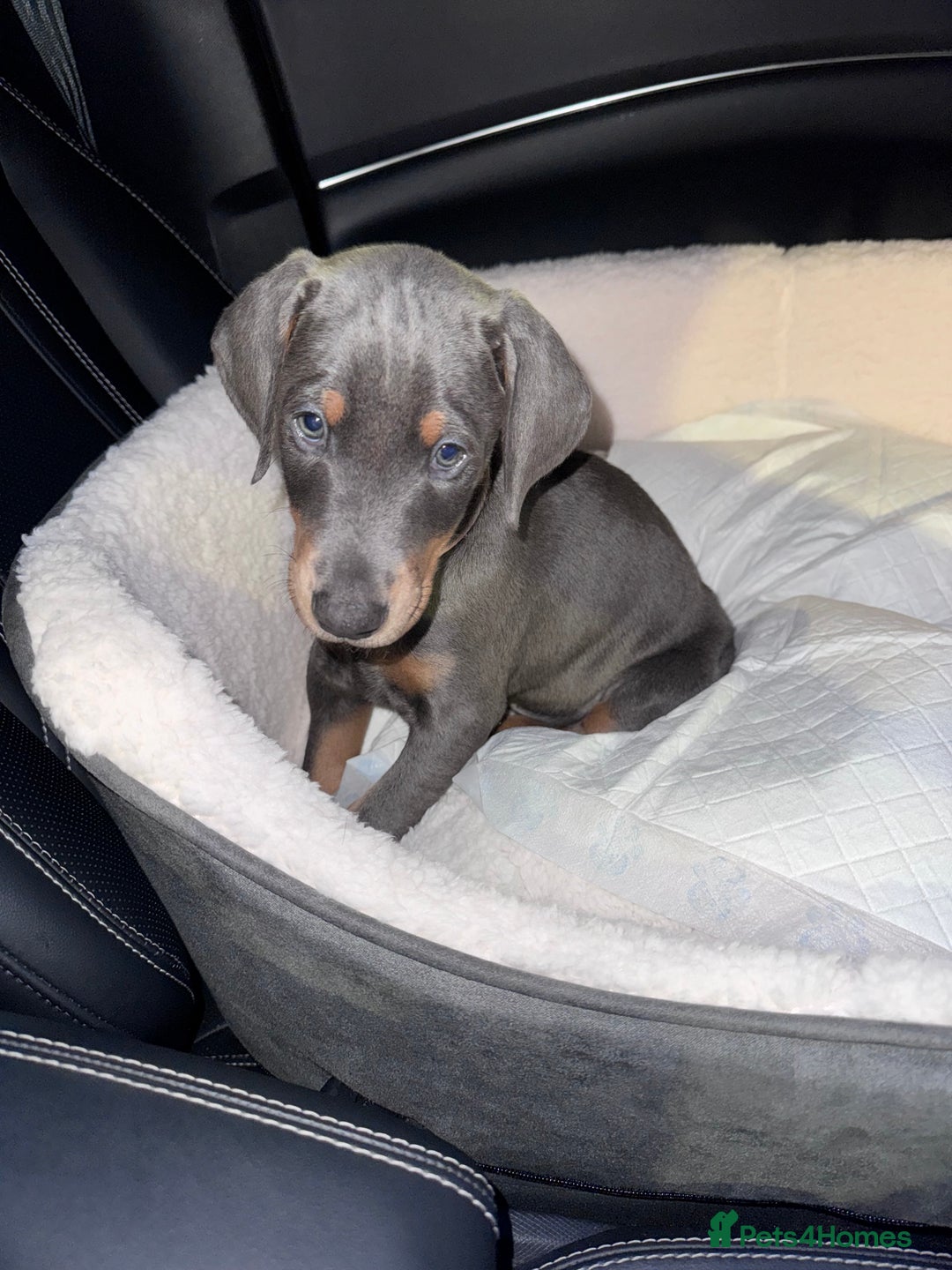 Dobermann dogs for sale: 10 week old Doberman Bitch  - Image 1