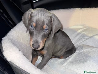 Dobermann dogs for sale - Advert 1