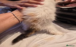 European cats for sale: Beautiful kittens  - Image 3