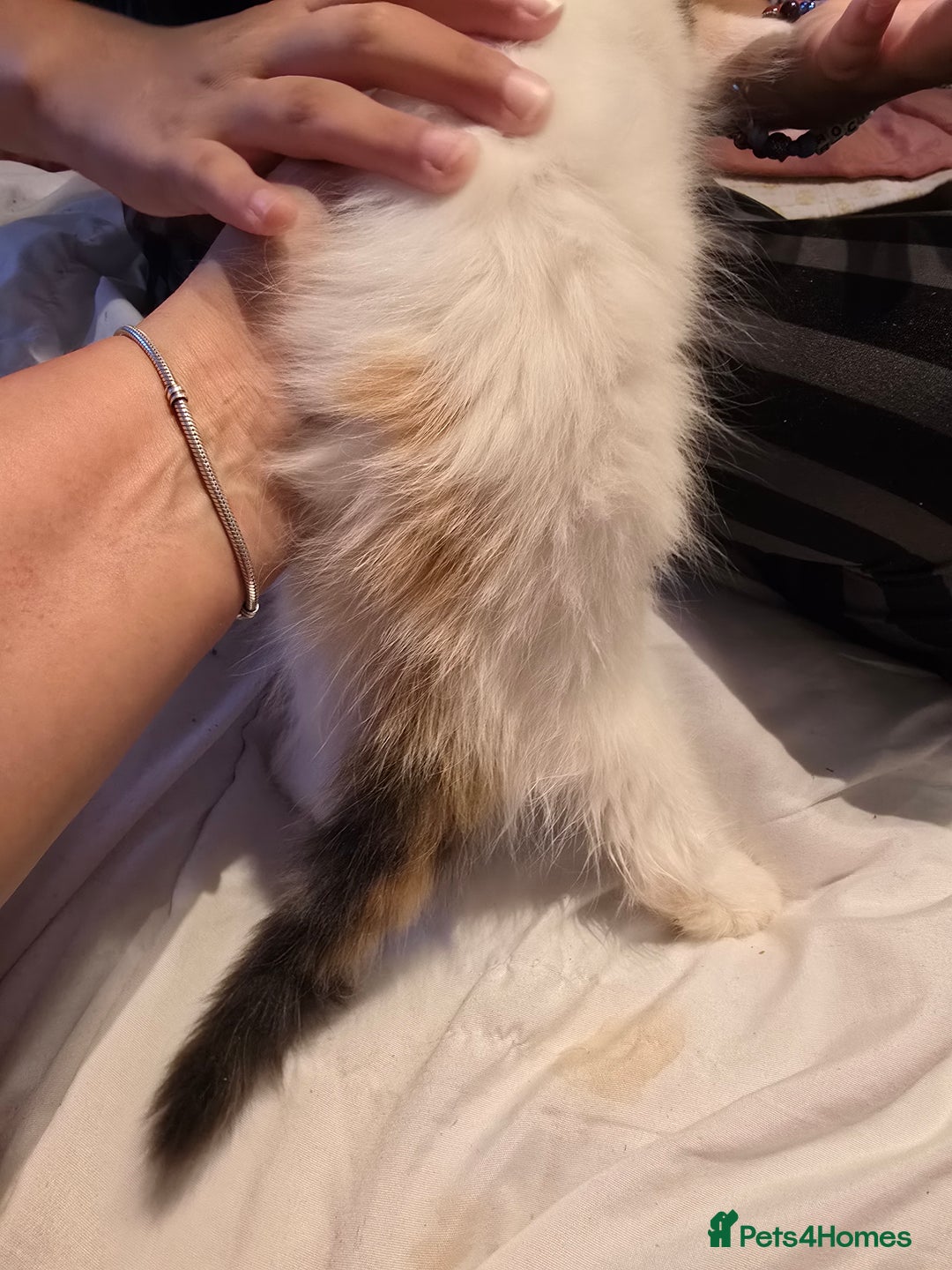 European cats for sale: Beautiful kittens  - Image 3
