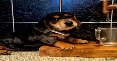 Miniature Dachshund dogs - Advert 9