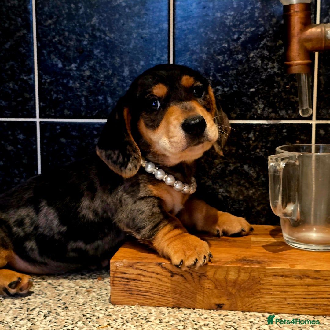 Miniature Dachshund dogs for sale: Quality miniature daschund  - Image 2