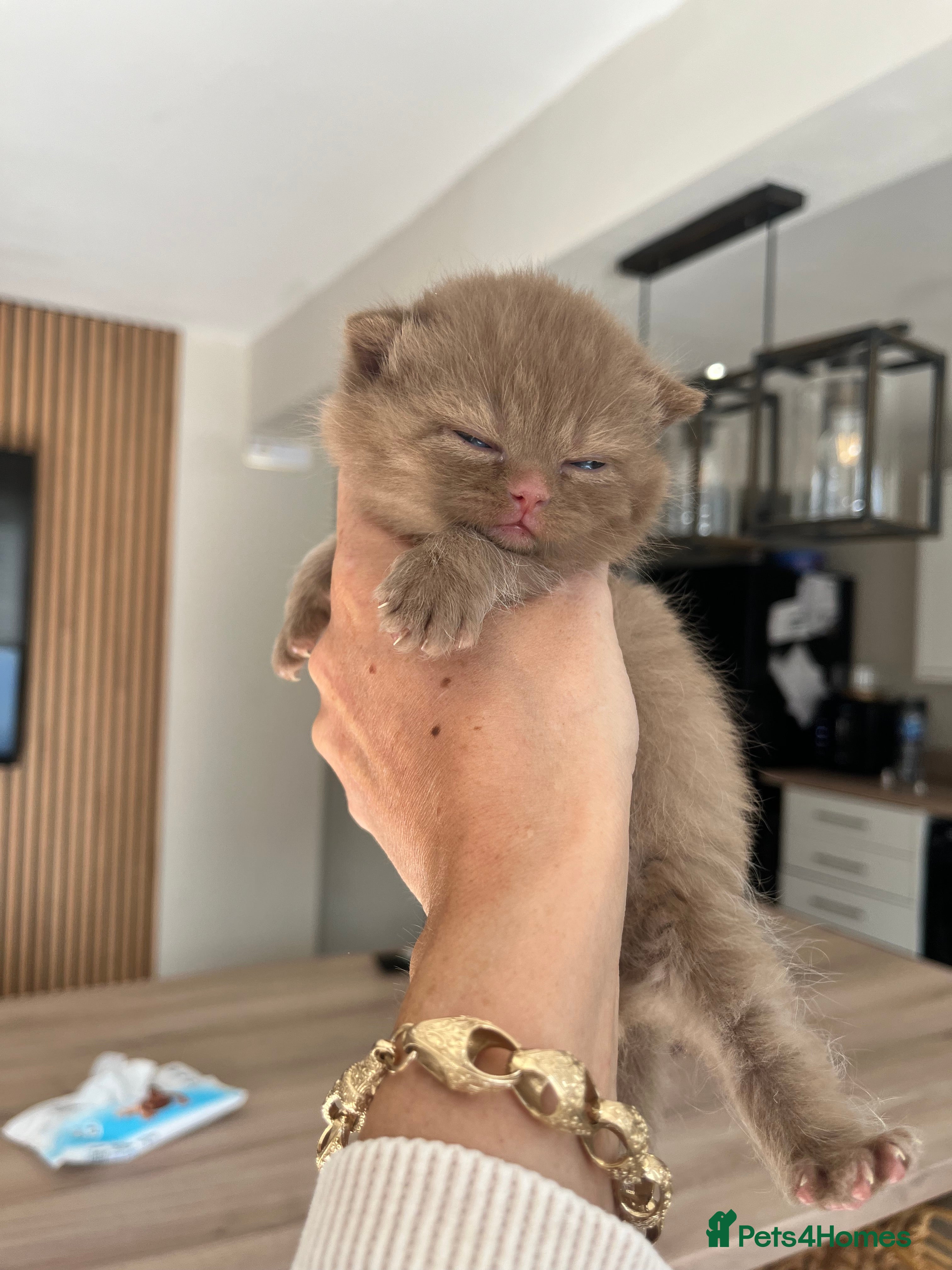 British Shorthair cats 🏆 Cinnamon kittens due waiting list 🐱 - Advert 1