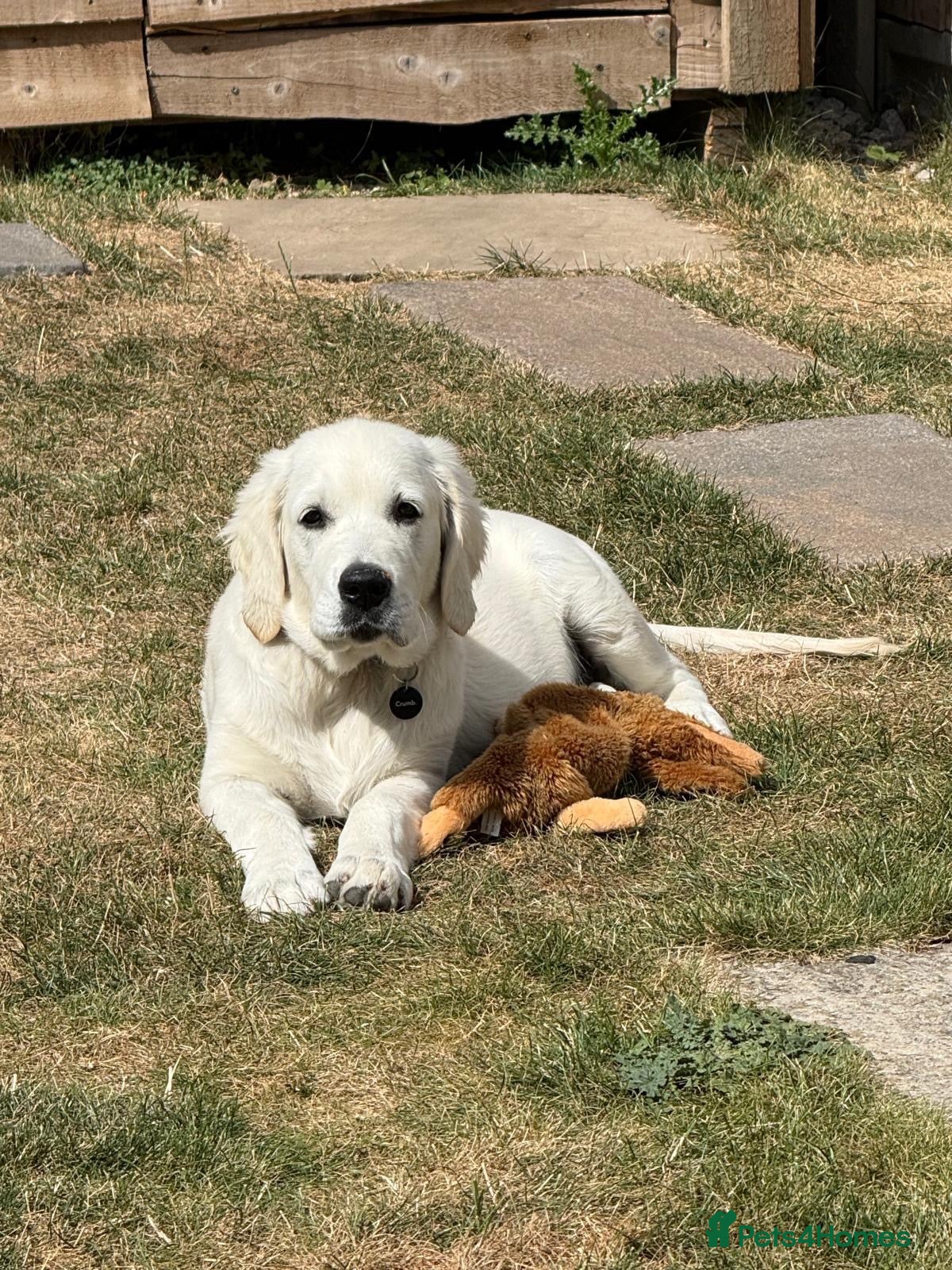 Golden Retriever dogs 💛 Beautiful 5 Month Old Golden Retriever Boy 🐾 - Advert 1