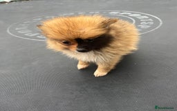 Pomeranian dogs for sale: Pomeranian puppies  - Image 6