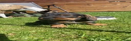 Dachshund dogs for sale: Dachshund KC wire haired puppies  - Advert 5