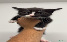 Mixed Breed cats for sale: healthy cute mixed kittens ready to find new homes - Image 5