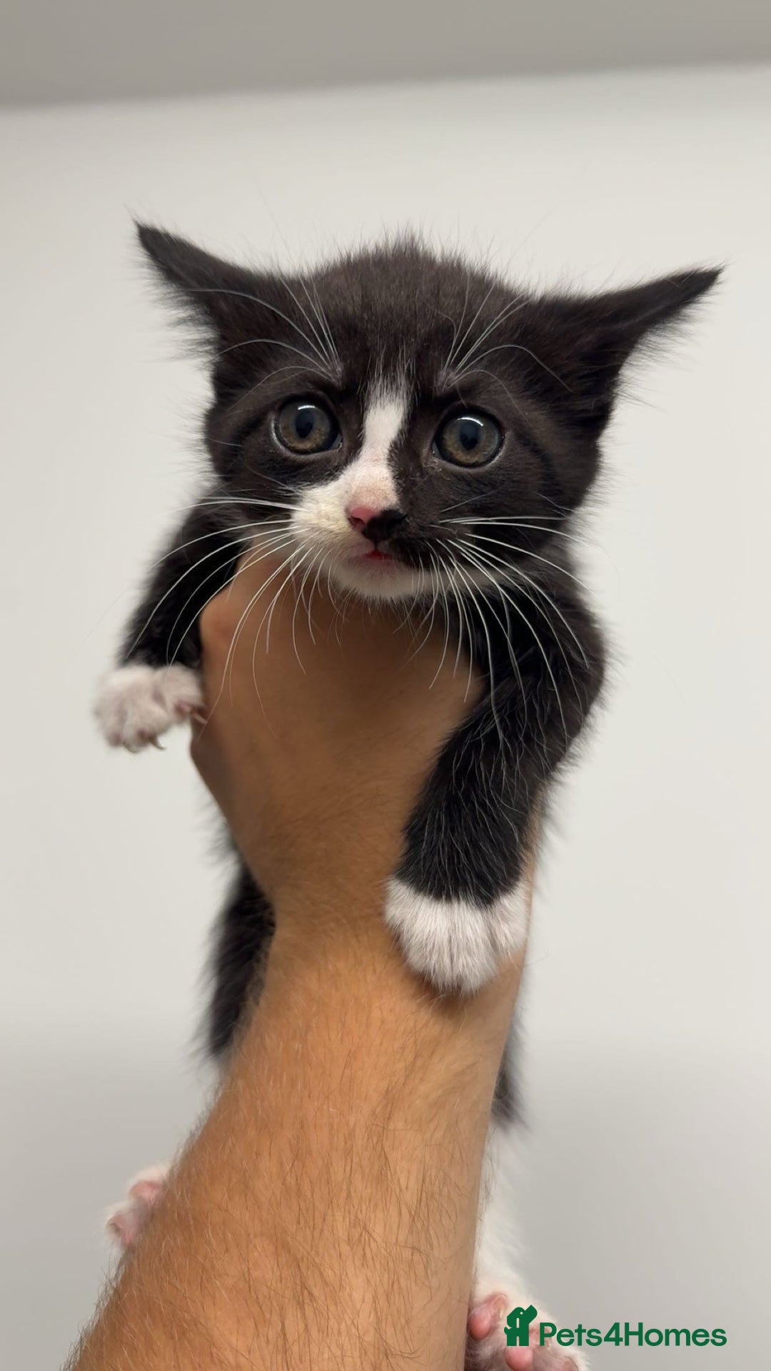 Mixed Breed cats for sale: healthy cute mixed kittens ready to find new homes - Image 5