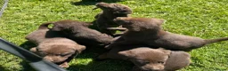 Labrador Retriever dogs for sale: KC chocolate Labrador puppies for sale - Advert 16
