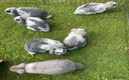 Mini Lop rabbits for sale: Beautiful Mini Lop Bunnies - Image 14