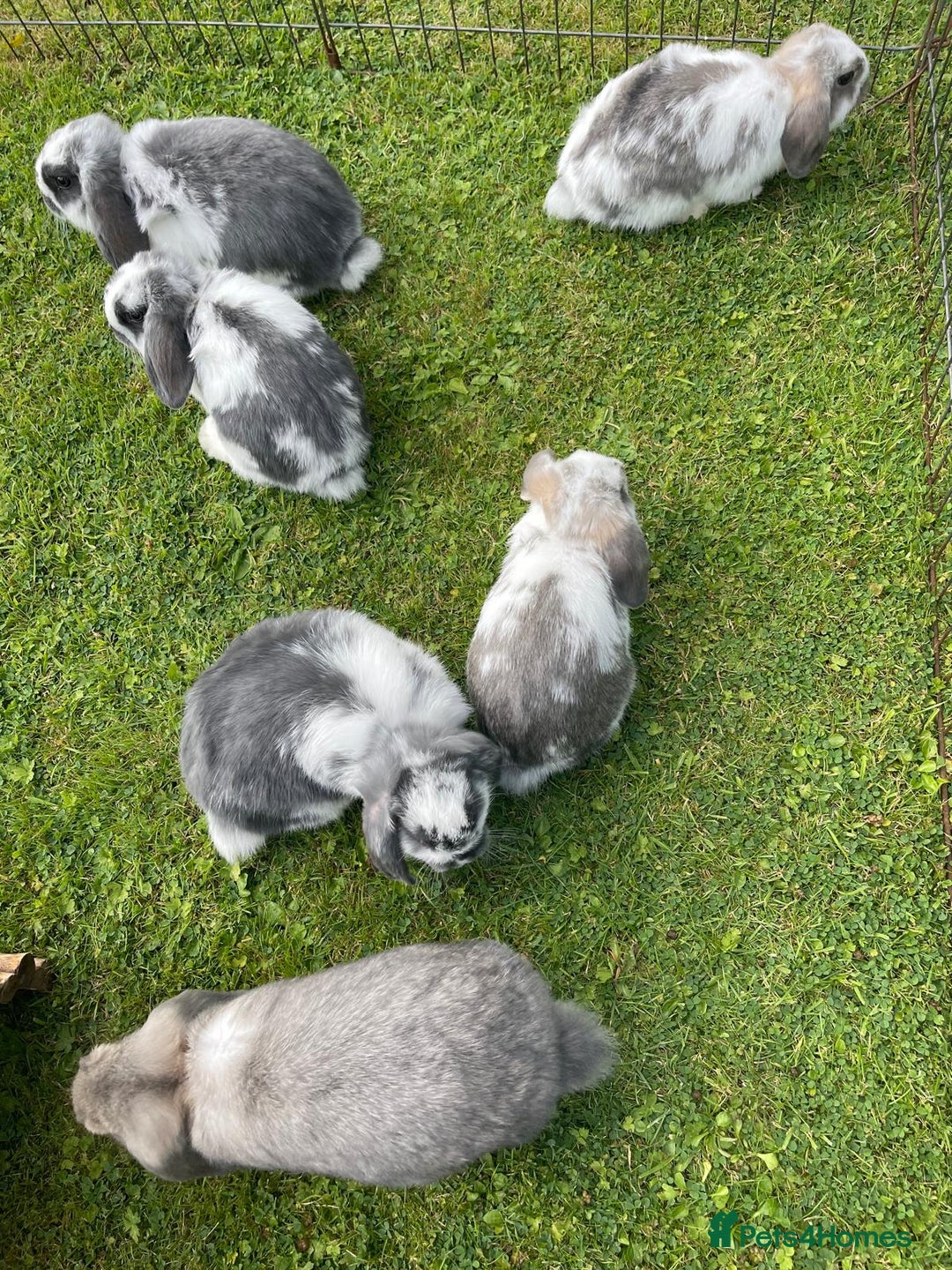 Mini Lop rabbits for sale: Beautiful Mini Lop Bunnies - Image 14