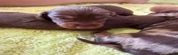 Miniature Dachshund dogs for sale: Beautiful long haired miniature dachshunds - Advert 11