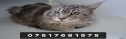 Maine Coon cats for stud: PROVEN MAINECOON STUD 15.3KG  - Advert 7
