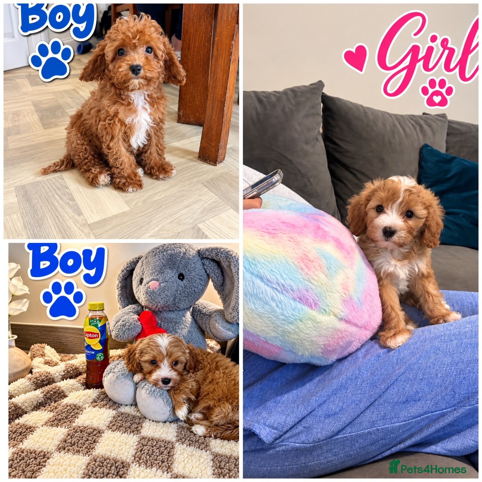 Maltipoo dogs 🌟🐻  Asian Maltipoo teddy bears  - Advert 18