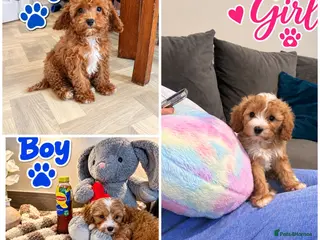 Maltipoo dogs 🌟🐻 Asian Maltipoo teddy bears - Advert 18